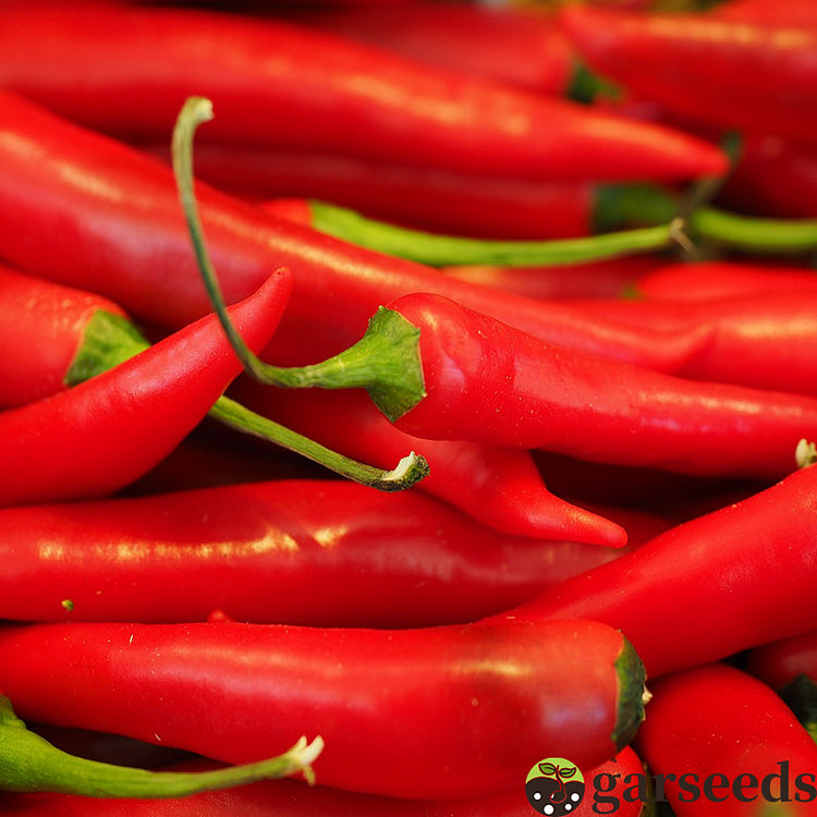 Graines de piment Bio