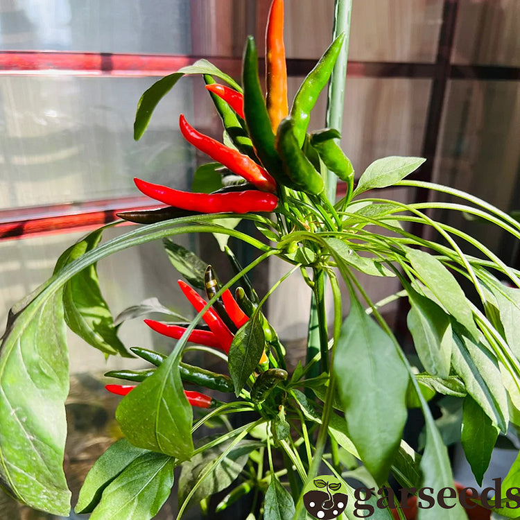 Graines de piment Bio