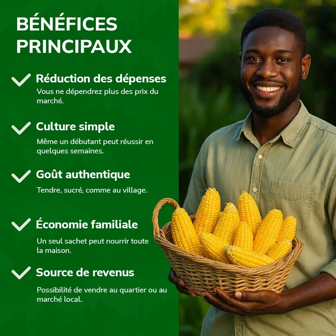 Maïs Doux Jaune Doré – Cultivez chez vous, mangez sain