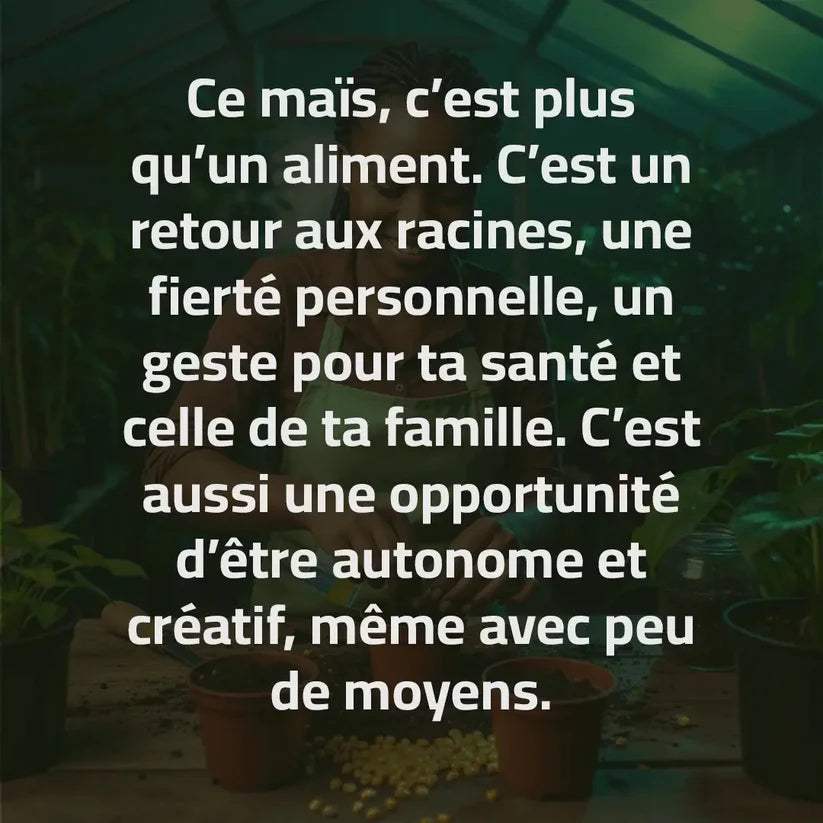 Maïs Doux Jaune Doré – Cultivez chez vous, mangez sain