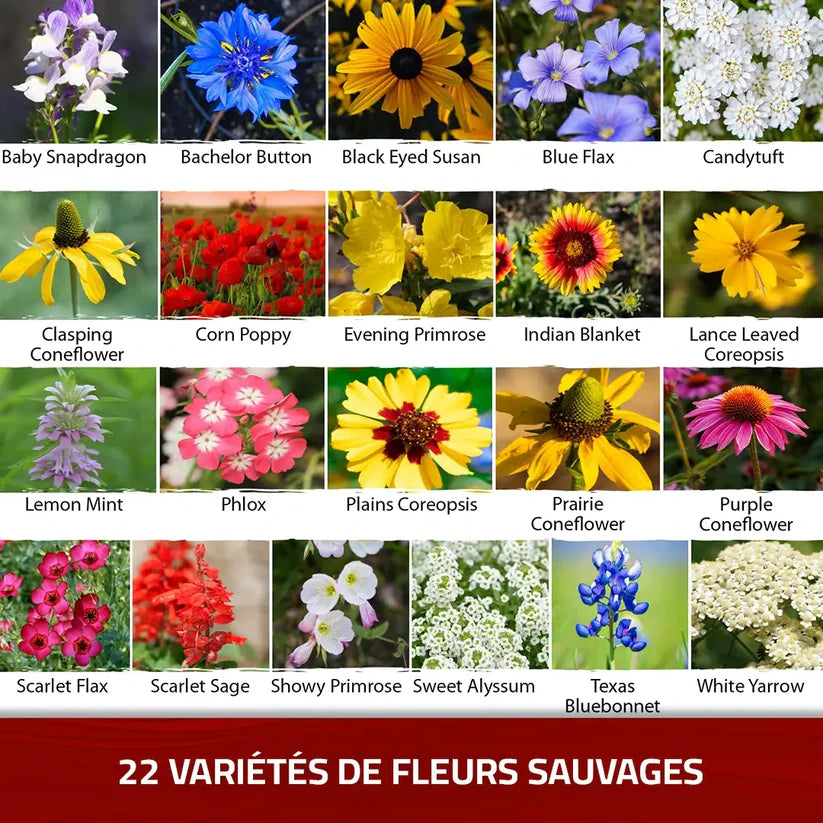 Graines de Roses Grimpantes Élégantes: Un Jardin Magique !