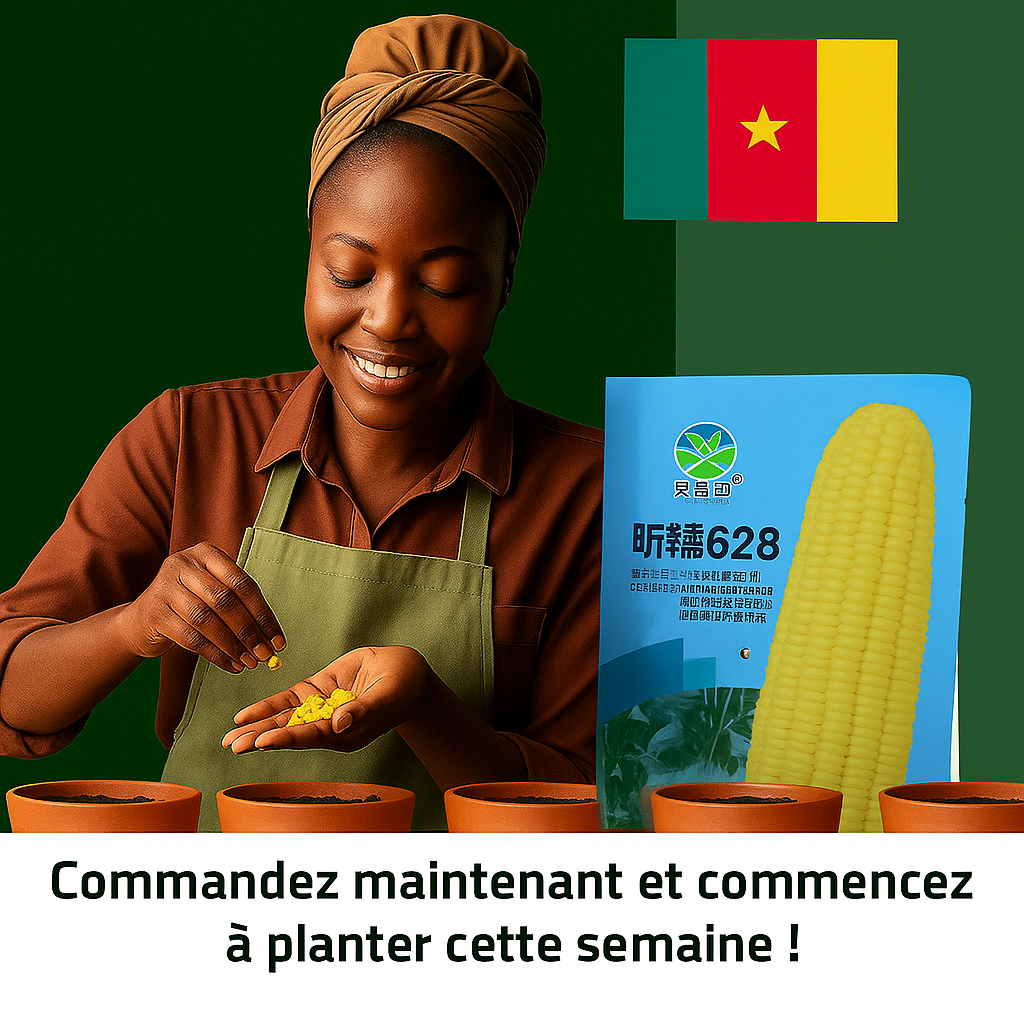Maïs Doux Jaune Doré – Cultivez chez vous, mangez sain