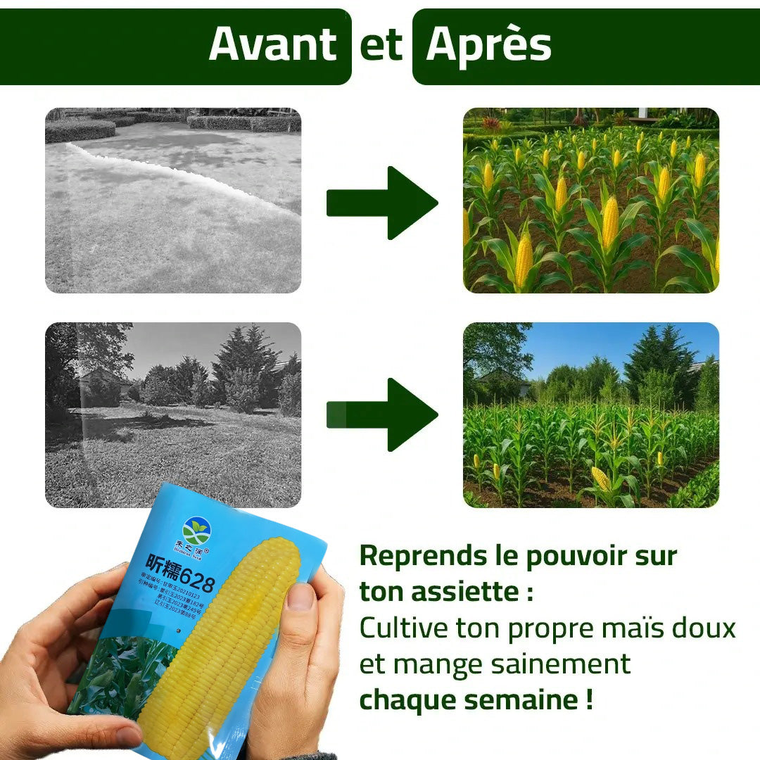Maïs Doux Jaune Doré – Cultivez chez vous, mangez sain