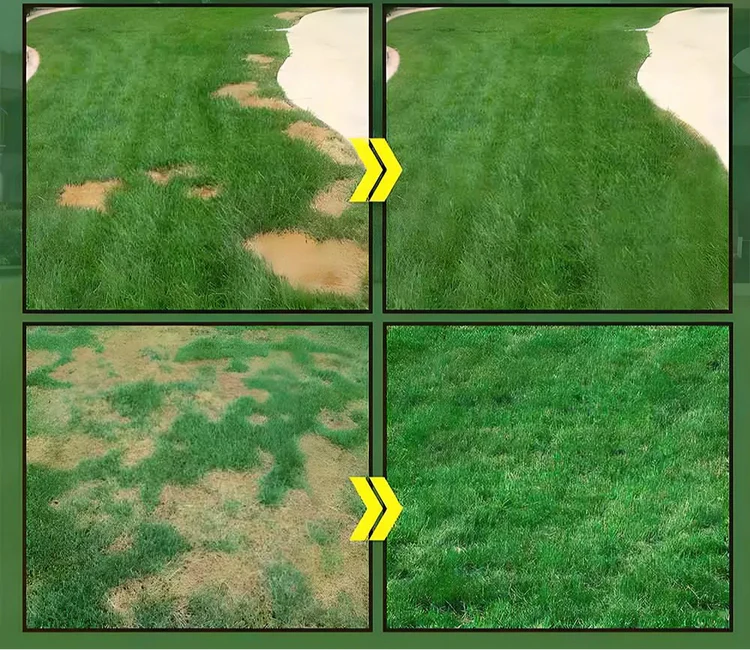 Grain d'herbe hybrides