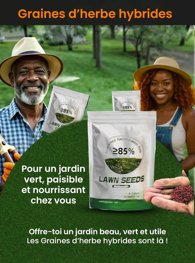 Grain d'herbe hybrides