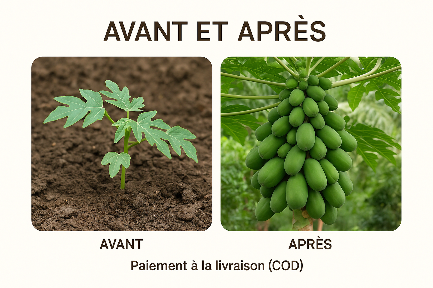 Graines de Papaye Bio