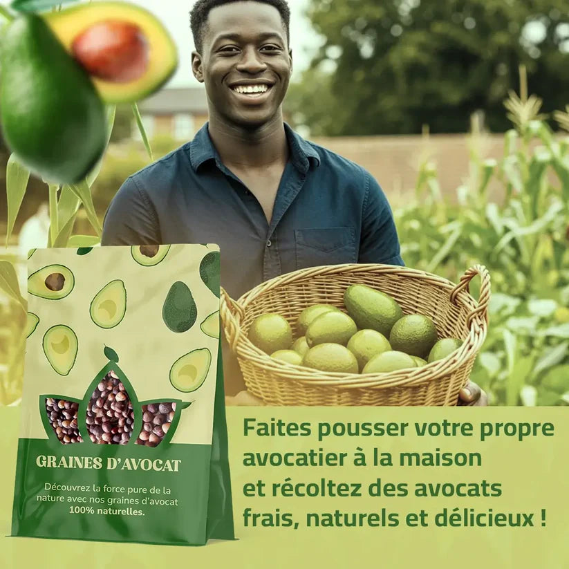 Graines d’Avocat - naturels chez vous, sans produits chimiques !