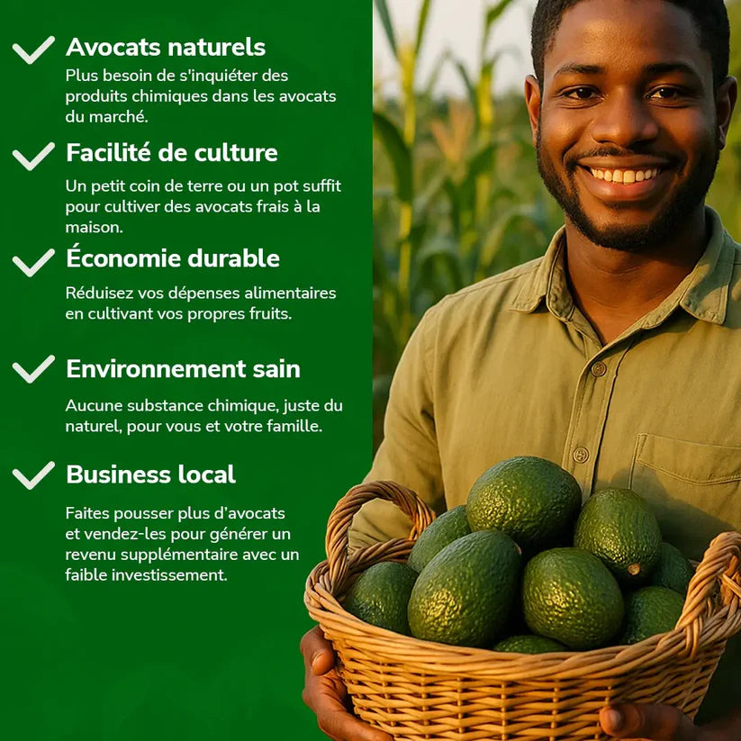 Graines d’Avocat - naturels chez vous, sans produits chimiques !