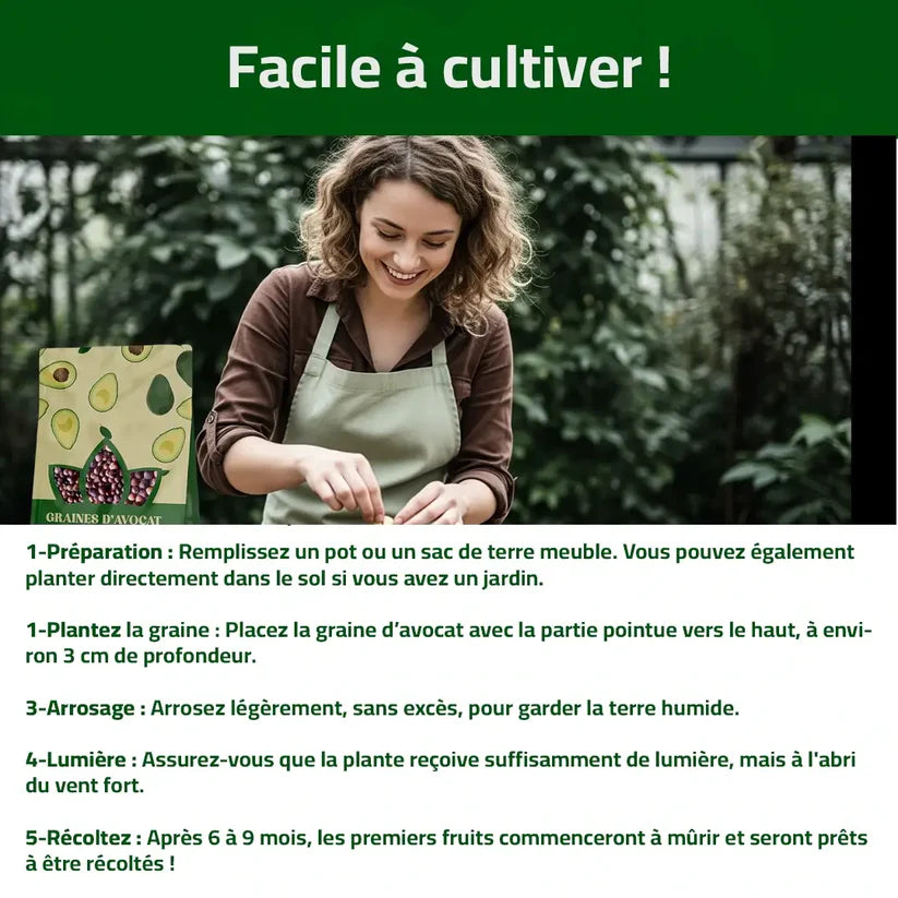 Graines d’Avocat - naturels chez vous, sans produits chimiques !