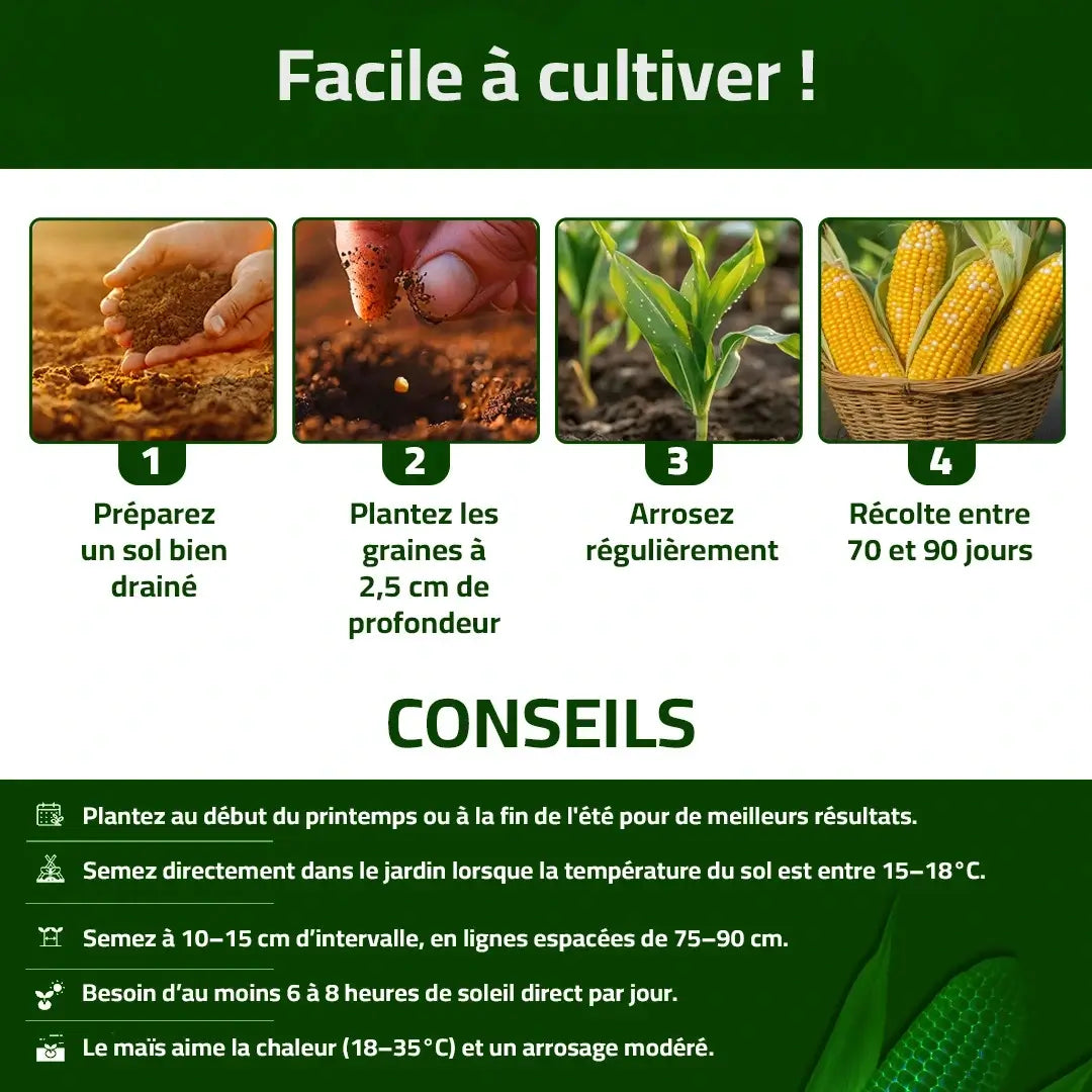 Maïs Doux Jaune Doré – Cultivez chez vous, mangez sain