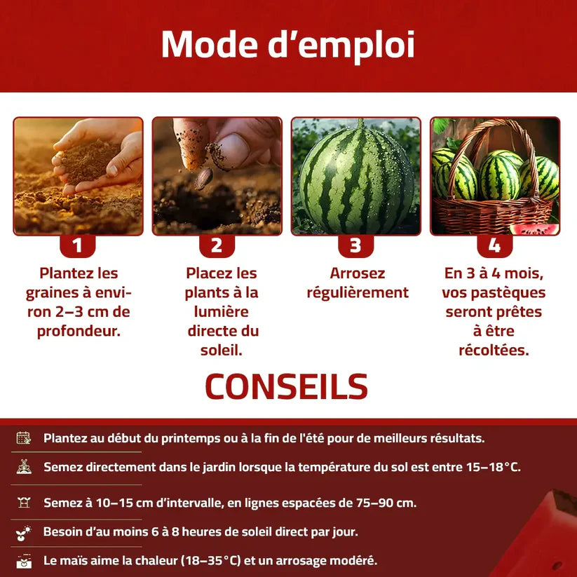 Graines de Pastèque naturelles et savoureuses à la maison !