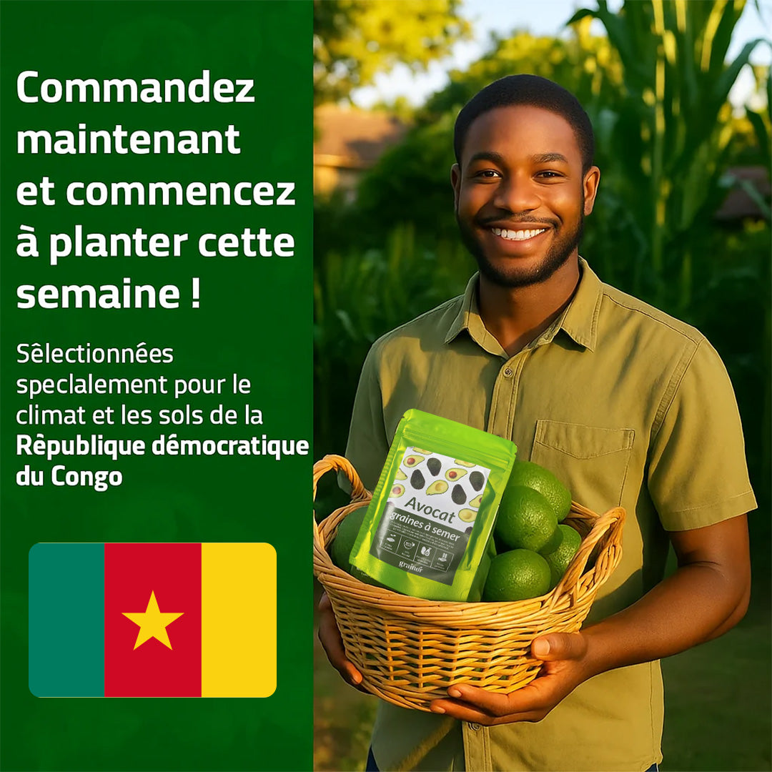 Graines d’Avocat - naturels chez vous, sans produits chimiques !