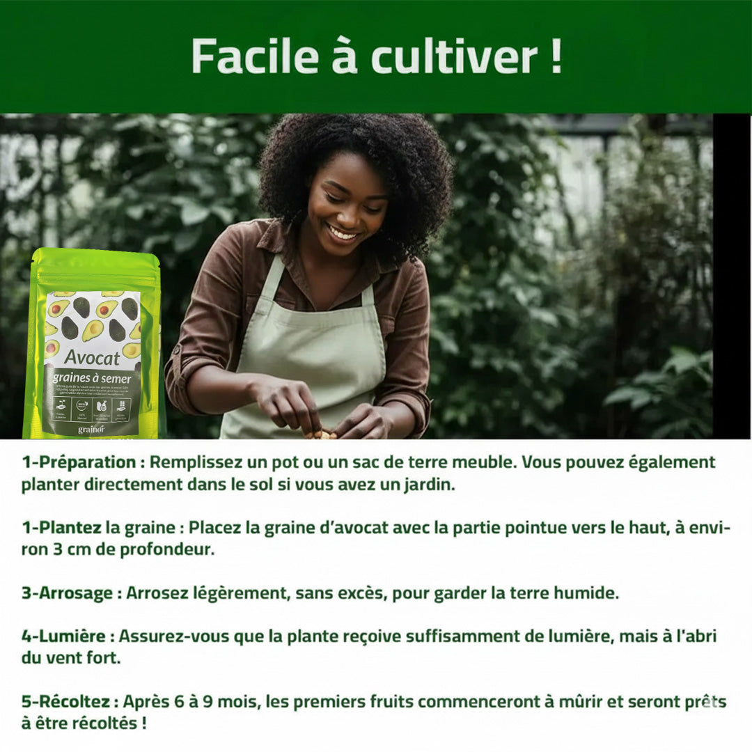 Graines d’Avocat - naturels chez vous, sans produits chimiques !