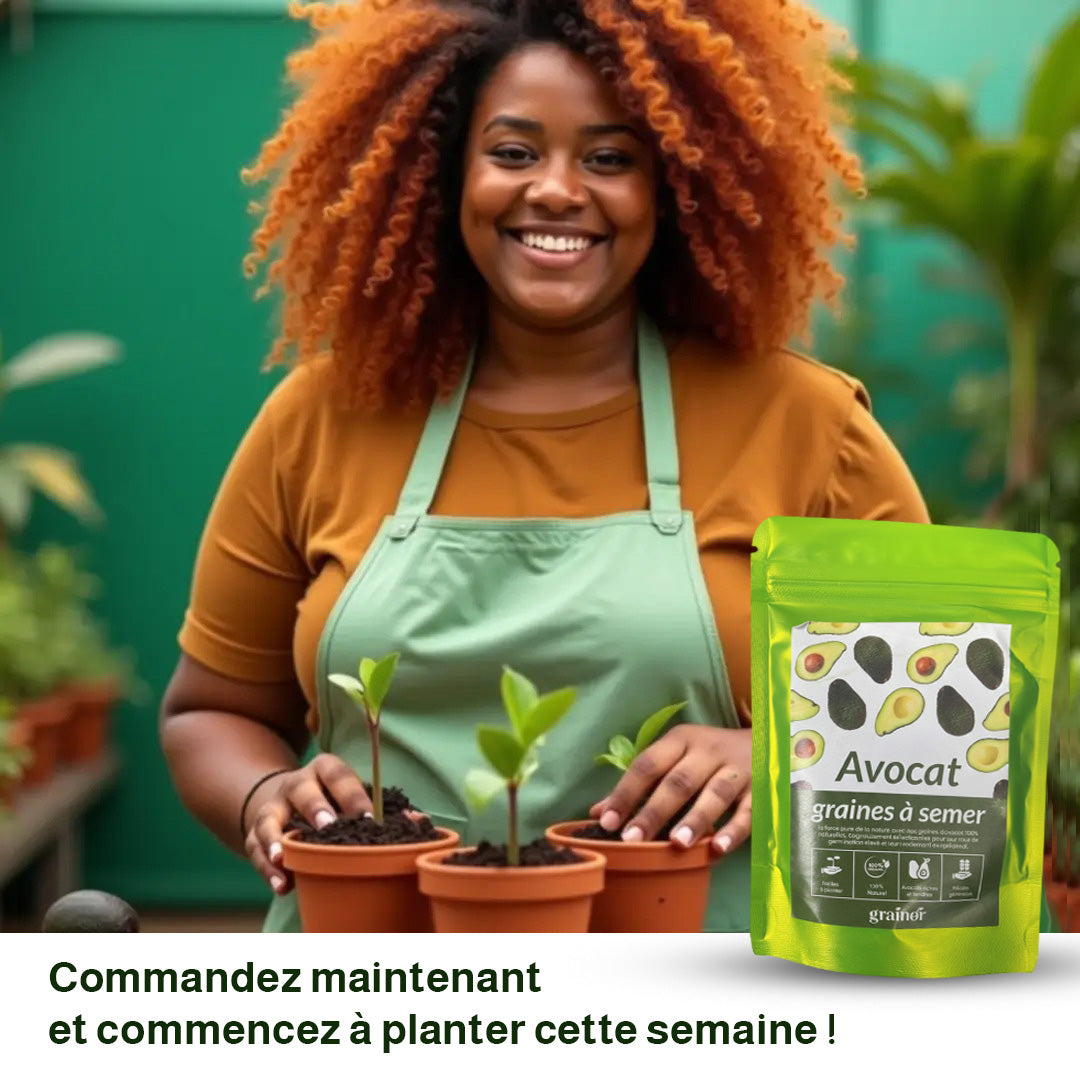 Graines d’Avocat - naturels chez vous, sans produits chimiques !