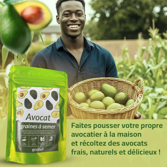 Graines d’Avocat - naturels chez vous, sans produits chimiques !