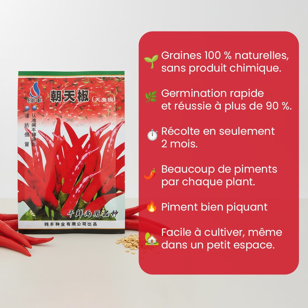 Graines de piment Bio