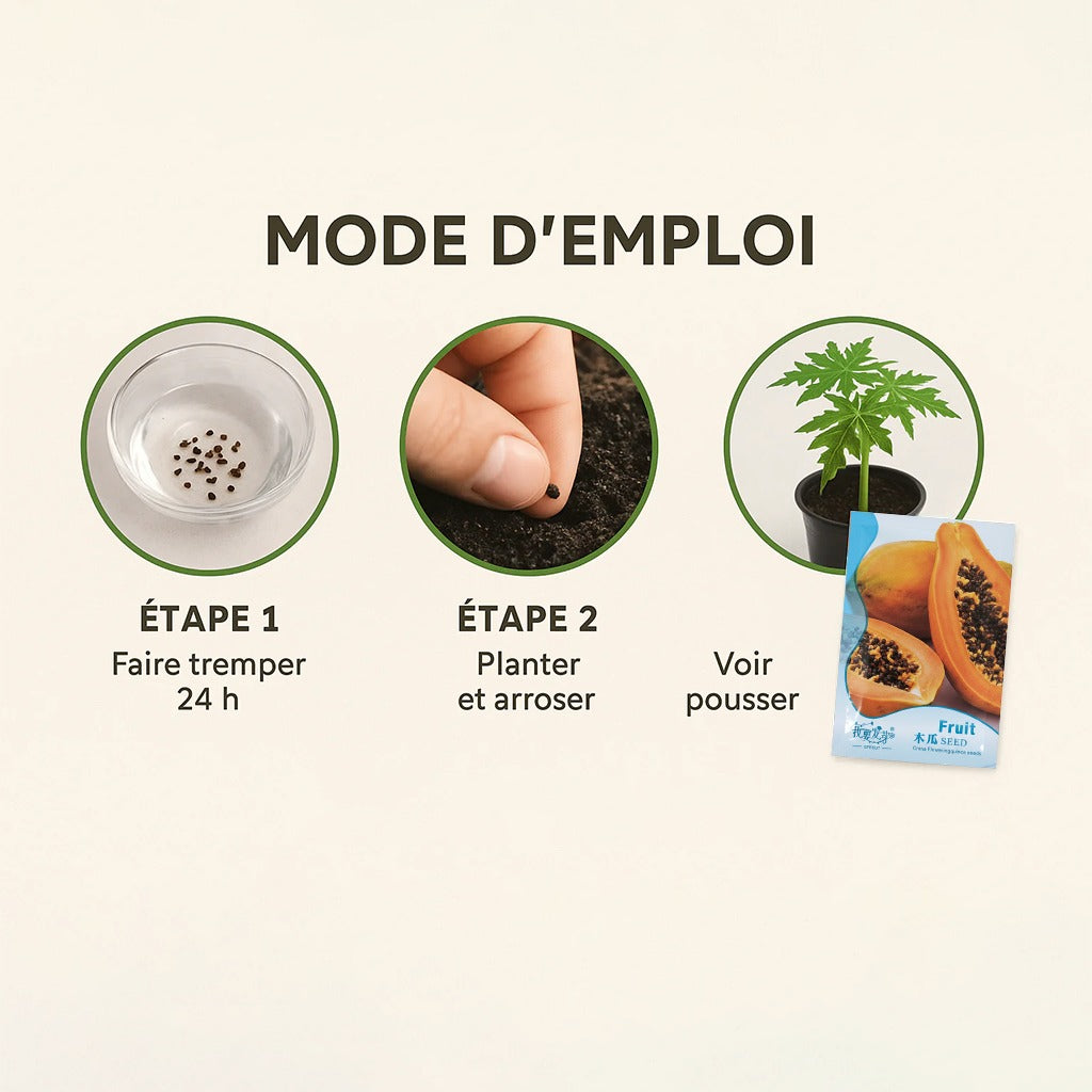 Graines de Papaye Bio