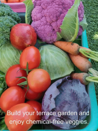 GreenHarvest - Kit Légumes & Herbes 35 Variétés