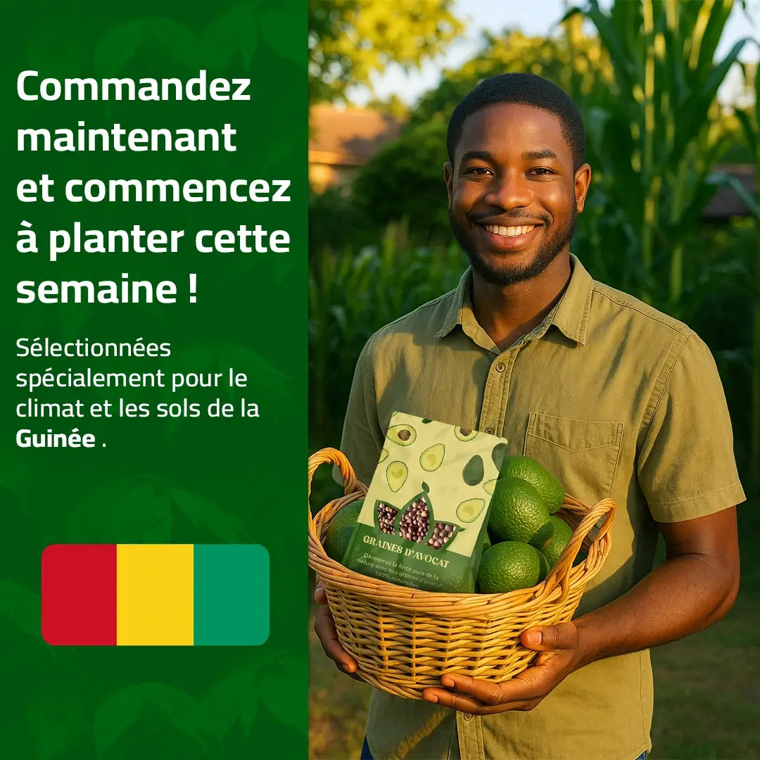 Graines d’Avocat - naturels chez vous, sans produits chimiques !