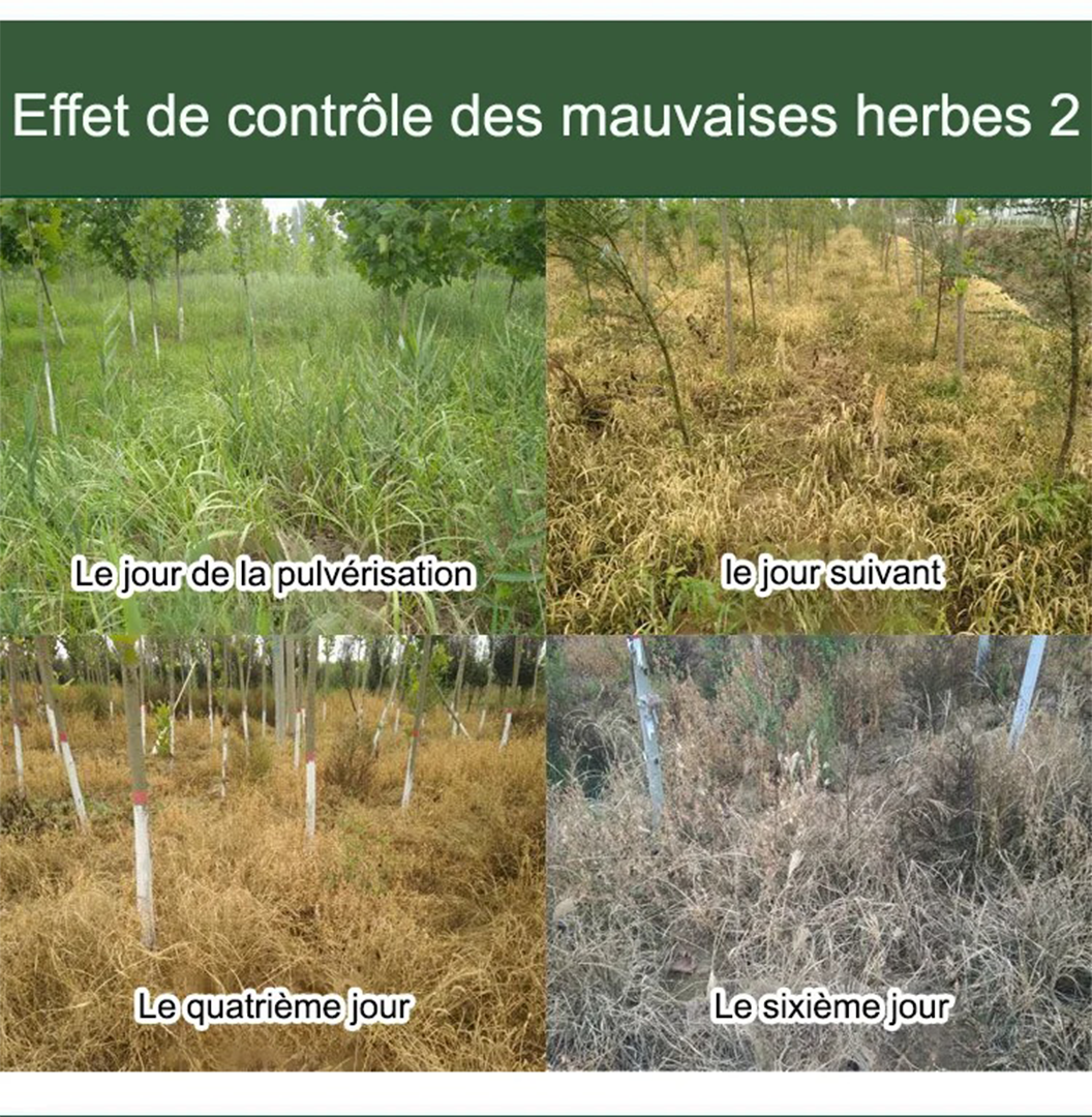 HerbiClean™ – Désherbant Professionnel à Action Rapide
